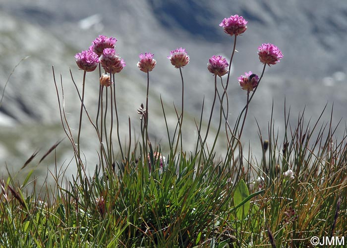 Armeria alpina