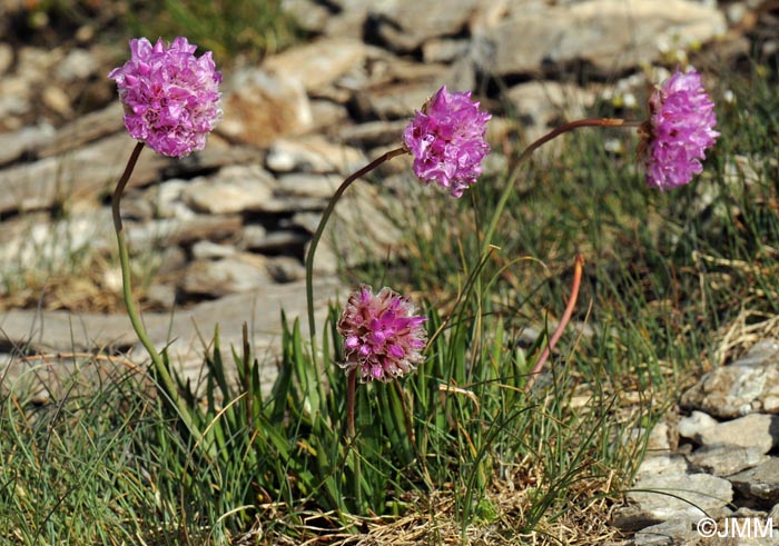 Armeria alpina