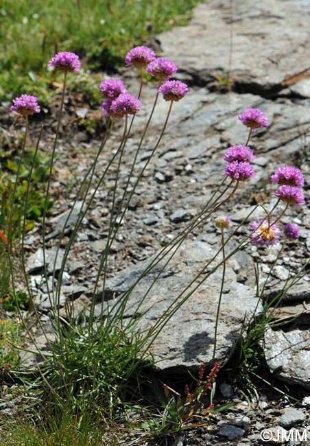 Armeria alpina