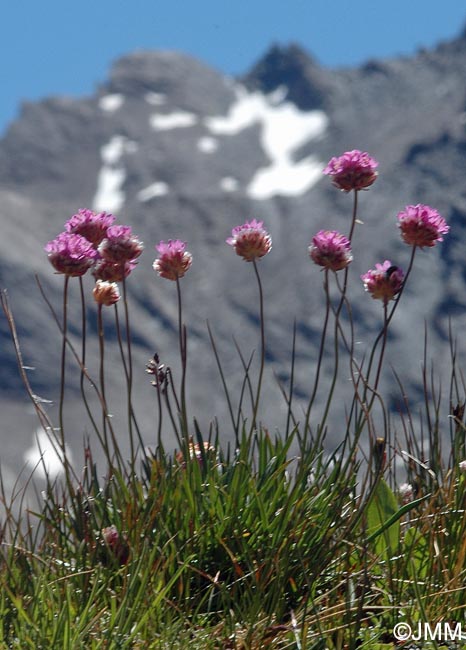 Armeria alpina