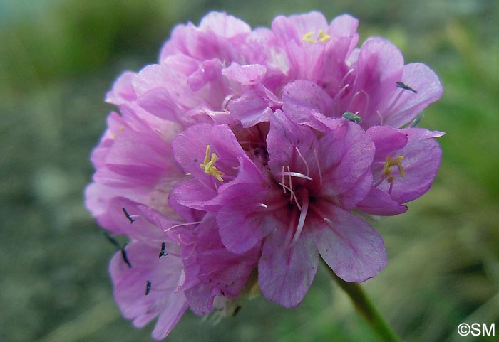 Armeria alpina