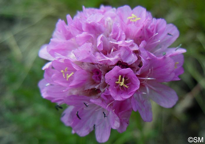 Armeria alpina