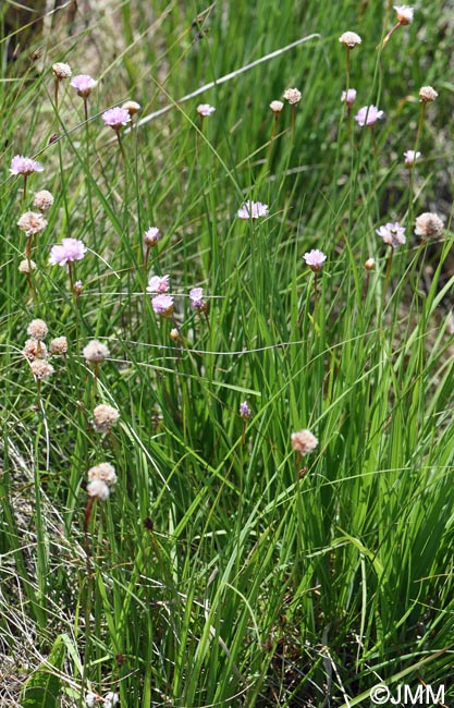 Armeria maritima subsp. barcensis