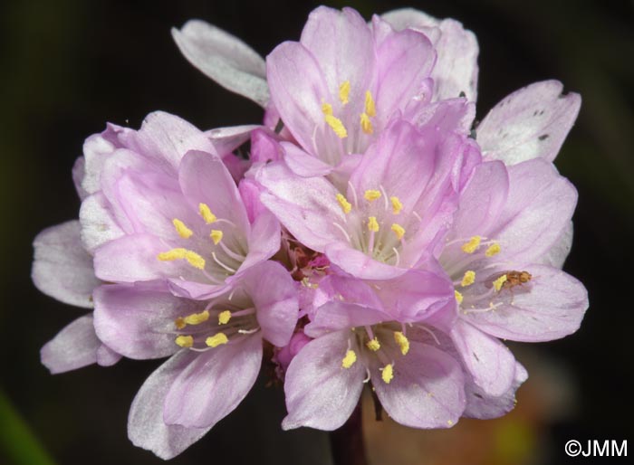Armeria maritima subsp. barcensis