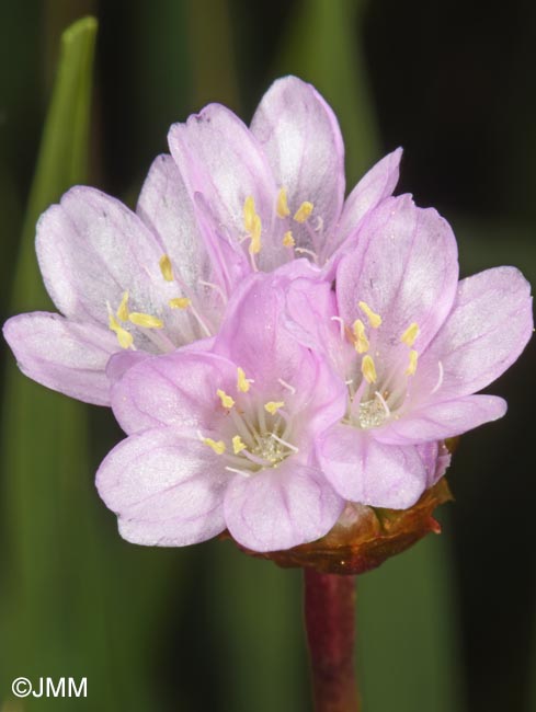Armeria maritima subsp. barcensis