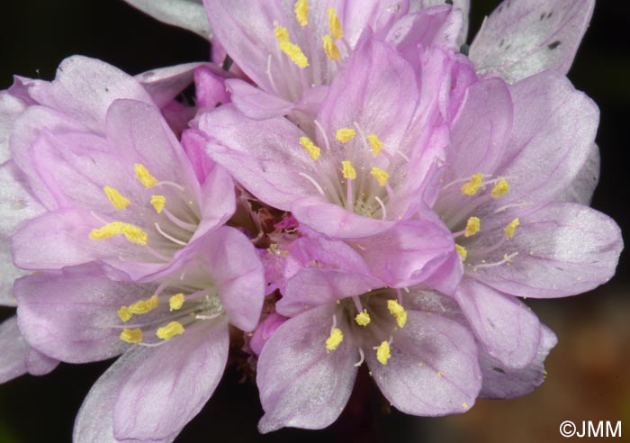 Armeria maritima subsp. barcensis