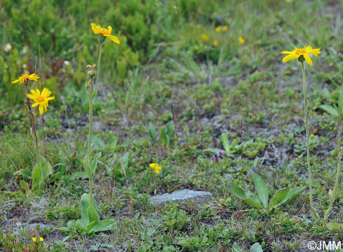 Arnica montana