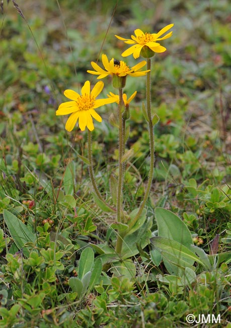 Arnica montana