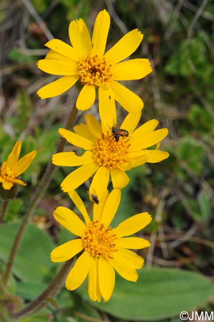 Arnica montana