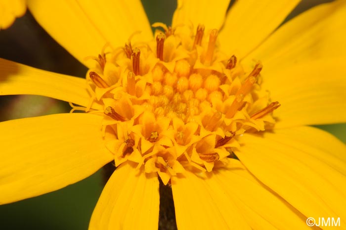 Arnica montana