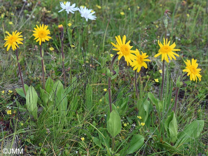 Arnica montana