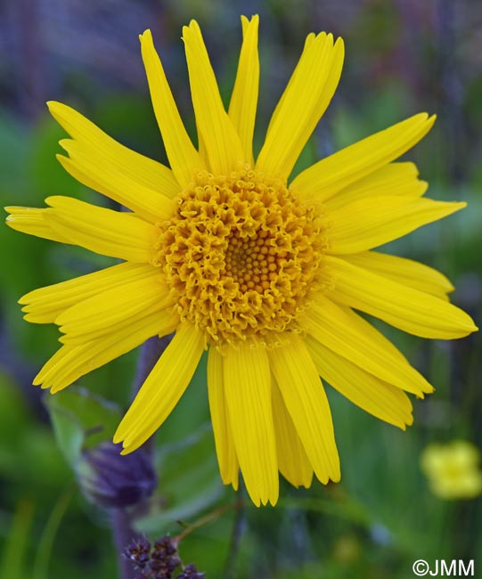 Arnica montana