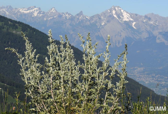 Artemisia absinthium