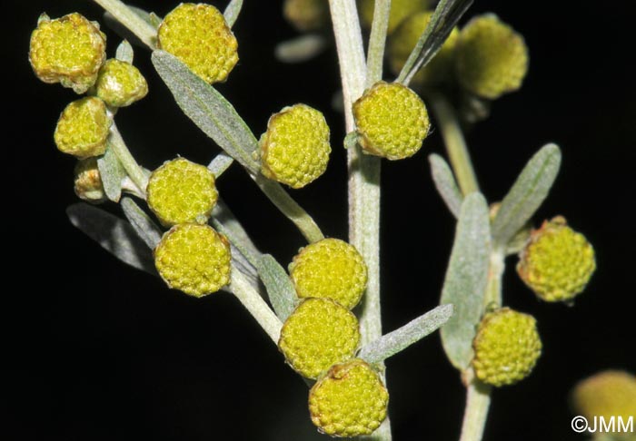 Artemisia absinthium