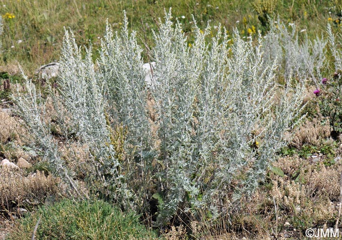 Artemisia absinthium