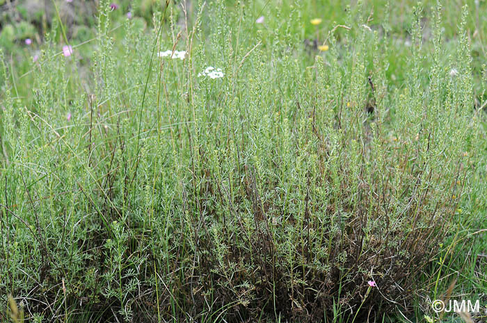 Artemisia alba