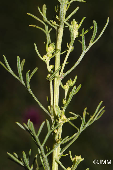 Artemisia alba