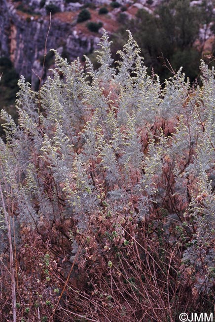 Artemisia arborescens