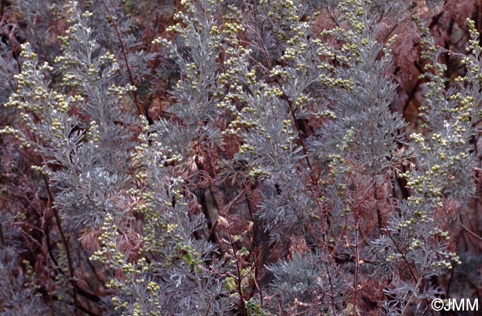 Artemisia arborescens