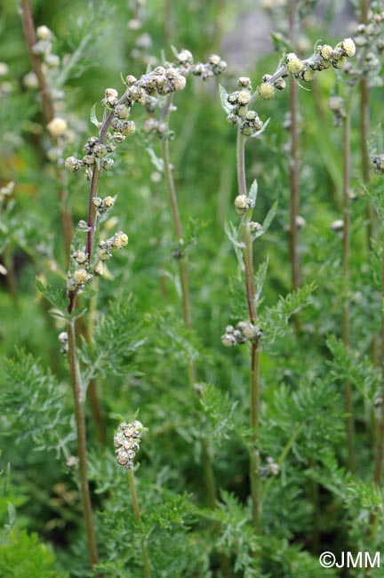 Artemisia atrata