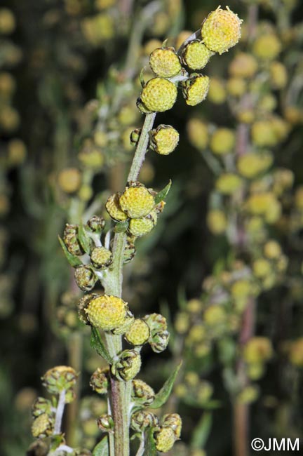 Artemisia atrata