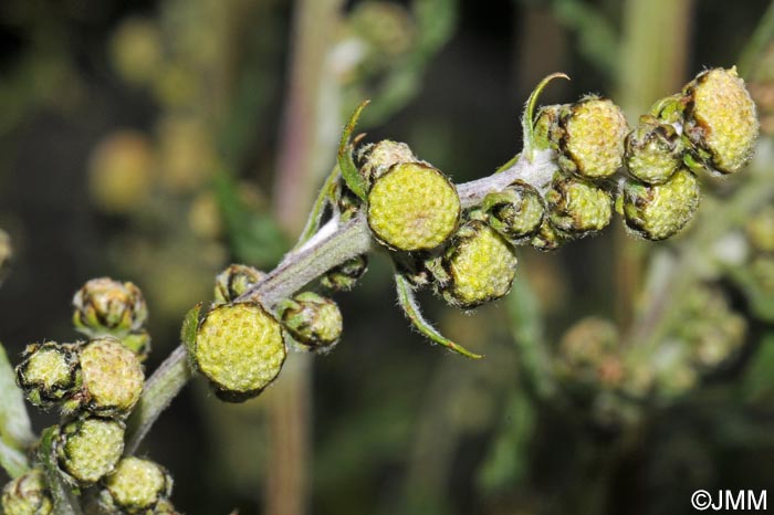 Artemisia atrata