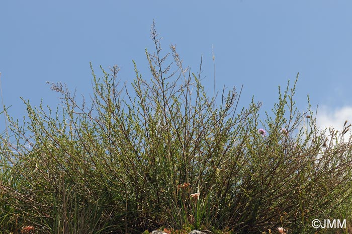 Artemisia campestris