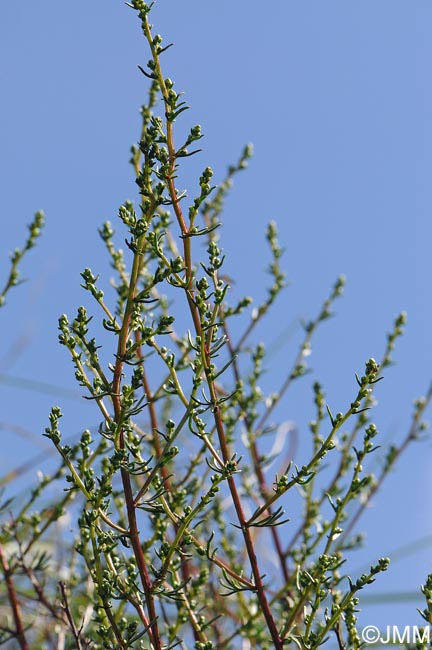 Artemisia campestris