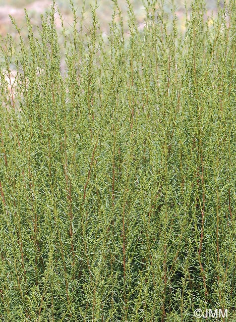 Artemisia campestris subsp. glutinosa