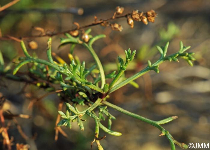 Artemisia campestris subsp. maritima