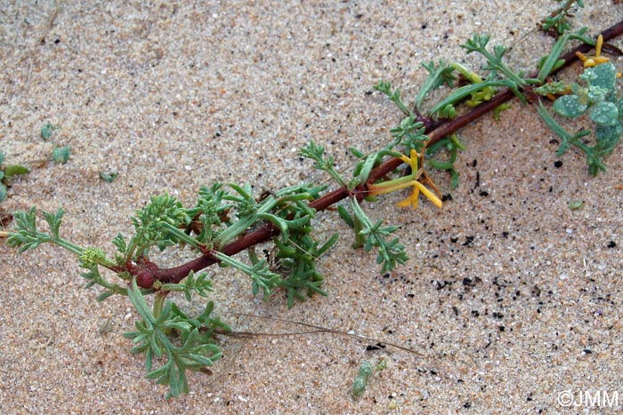 Artemisia campestris subsp. maritima