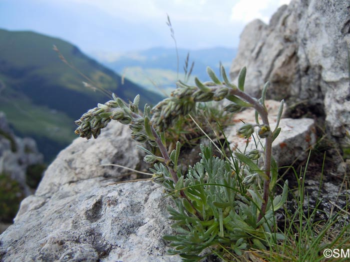 Artemisia genipi