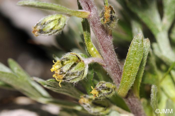 Artemisia genipi