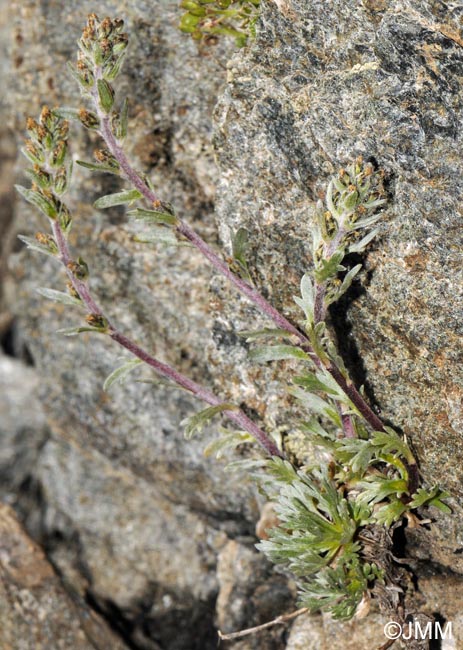 Artemisia genipi