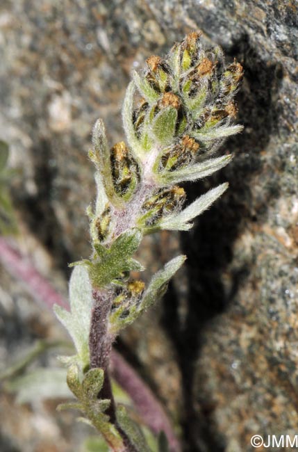 Artemisia genipi