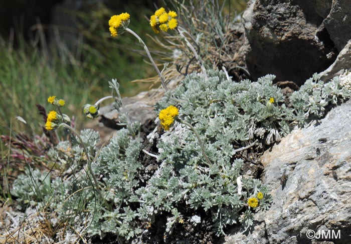 Artemisia glacialis