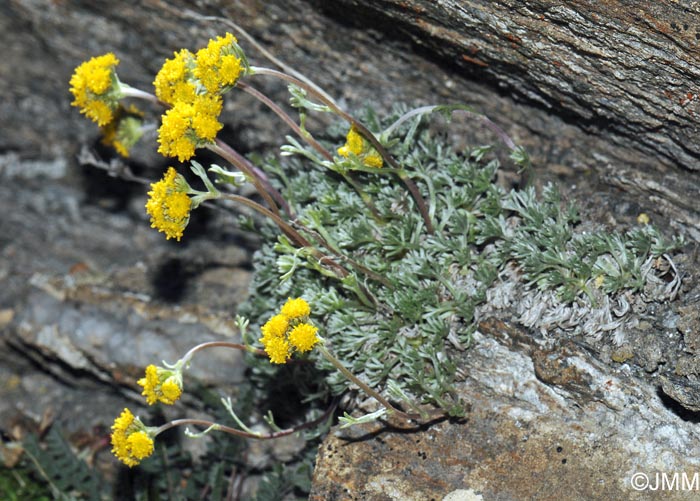 Artemisia glacialis