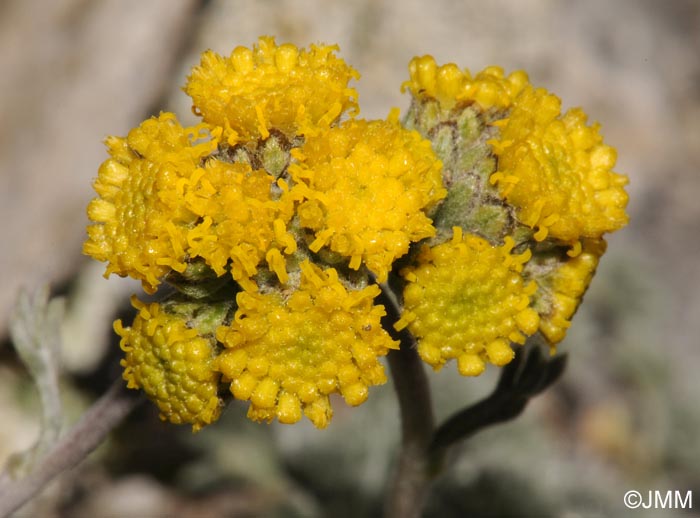 Artemisia glacialis