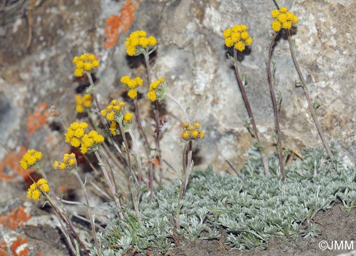 Artemisia glacialis