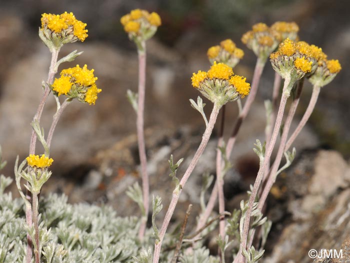 Artemisia glacialis