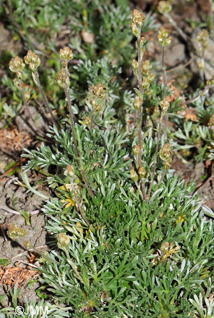 Artemisia umbelliformis