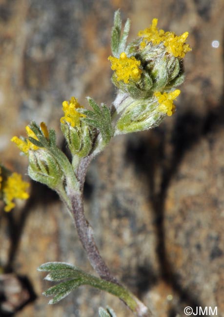 Artemisia umbelliformis