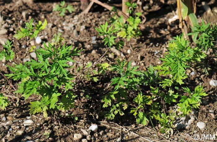 Artemisia verlotiorum