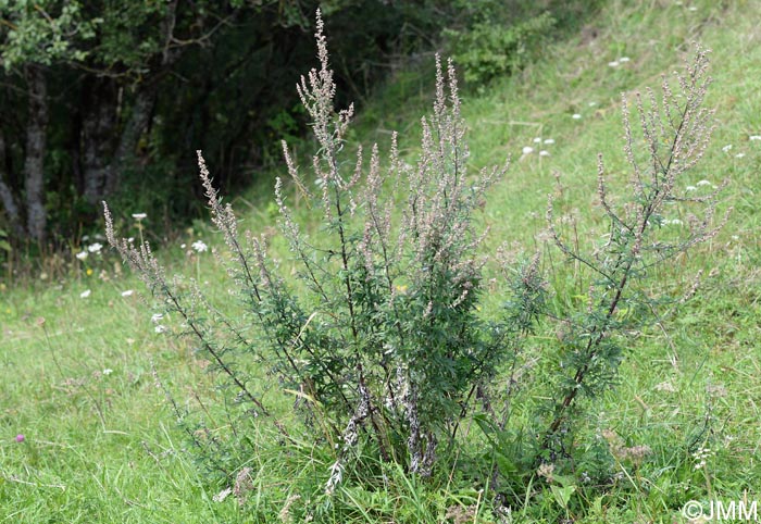 Artemisia vulgaris