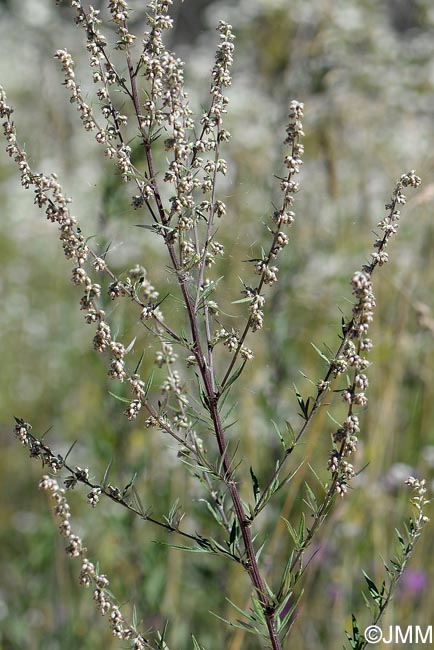 Artemisia vulgaris