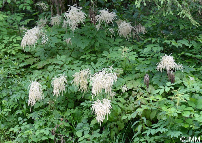 Aruncus dioicus