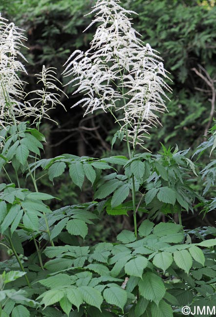 Aruncus dioicus