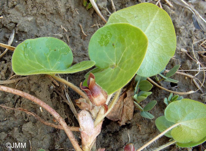 Asarum europaeum