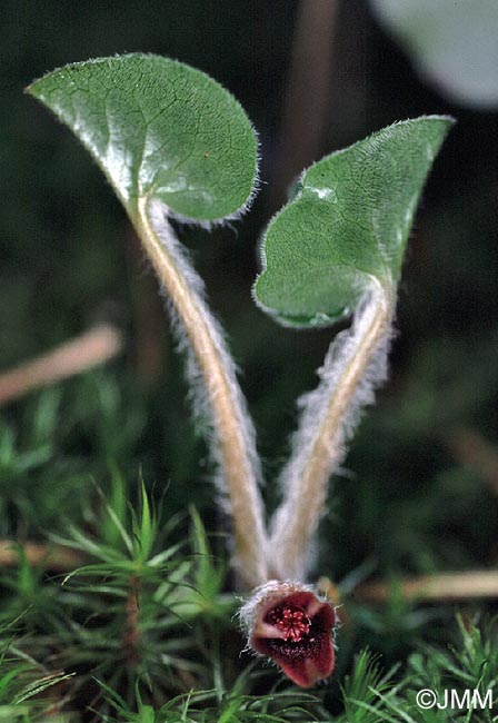 Asarum europaeum