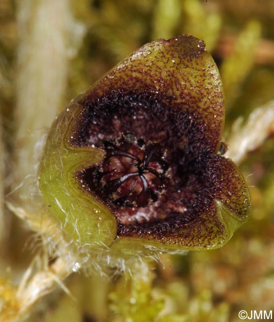 Asarum europaeum